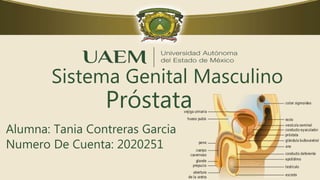 Sistema Genital Masculino
Alumna: Tania Contreras Garcia
Numero De Cuenta: 2020251
Próstata
 
