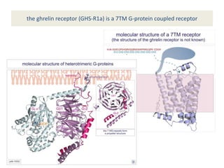 the ghrelin receptor (GHS-R1a) is a 7TM G-protein coupled receptor
 