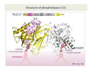 Structure of phospholipase C-d1
 