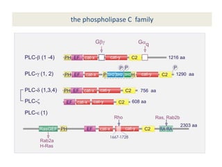 the phospholipase C family
 
