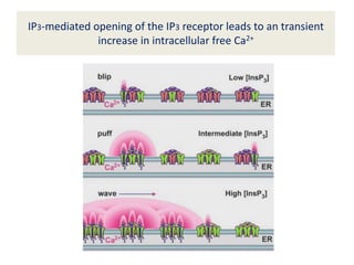 IP3-mediated opening of the IP3 receptor leads to an transient
increase in intracellular free Ca2+
 