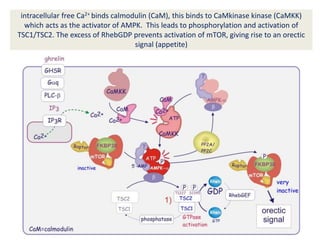intracellular free Ca2+ binds calmodulin (CaM), this binds to CaMkinase kinase (CaMKK)
which acts as the activator of AMPK. This leads to phosphorylation and activation of
TSC1/TSC2. The excess of RhebGDP prevents activation of mTOR, giving rise to an orectic
signal (appetite)
 