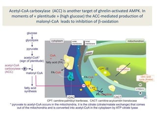 Acetyl-CoA carboxylase (ACC) is another target of ghrelin-activated AMPK. In
moments of « plentitude » (high glucose) the ACC-mediated production of
malonyl-CoA leads to inhibition of b-oxidation
 