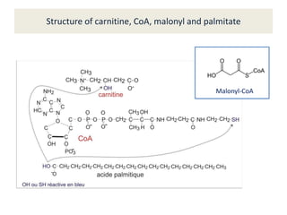 Structure of carnitine, CoA, malonyl and palmitate
Malonyl-CoA
 