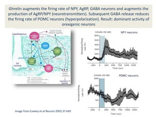 Ghrelin augments the firing rate of NPY, AgRP, GABA neurons and augments the
production of AgRP/NPY (neurotransmitters). Subsequent GABA release reduces
the firing rate of POMC neurons (hyperpolarization). Result: dominant activity of
orexigenic neurons
Image from Cowley et al Neuron 2003;37:649
 