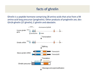 facts of ghrelin
Ghrelin is a peptide hormone comprising 28 amino-acids that arise from a 94
amino-acid long precursor (proghrelin). Other products of proghrelin are; des-
Gln14-ghrelin (27 ghrelin), C-ghrelin and obestatin.
 