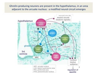 Ghrelin-producing neurons are present in the hypothalamus, in an area
adjacent to the arcuate nucleus: a modified neural circuit emerges
 