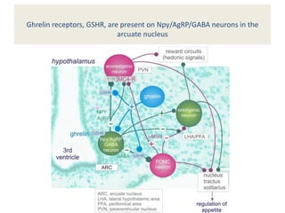 Ghrelin receptors, GSHR, are present on Npy/AgRP/GABA neurons in the
arcuate nucleus
 