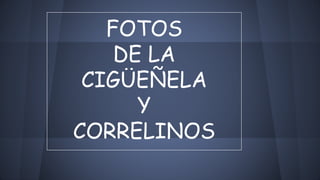 FOTOS
DE LA
CIGÜEÑELA
Y
CORRELINOS
 