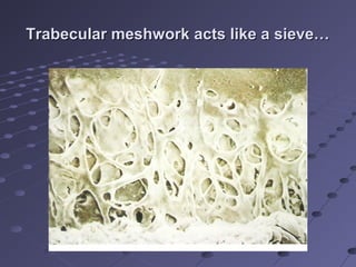 Trabecular meshwork acts like a sieve…Trabecular meshwork acts like a sieve…
 