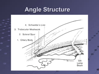 Angle StructureAngle Structure
 