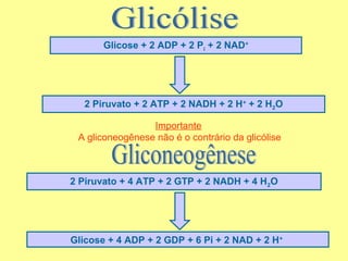 Glicose + 2 ADP + 2 Pi + 2 NAD+

2 Piruvato + 2 ATP + 2 NADH + 2 H+ + 2 H2O
Importante
A gliconeogênese não é o contrário da glicólise

2 Piruvato + 4 ATP + 2 GTP + 2 NADH + 4 H2O

Glicose + 4 ADP + 2 GDP + 6 Pi + 2 NAD + 2 H+

 