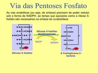 As vias anabólicas (ou seja, de síntese) precisam de poder redutor
sob a forma de NADPH, ao tempo que açúcares como a ribose 5fosfato são necessários na síntese de nucleotídeos
HCOH
|
HCOH
|
HOCH O
|
HCOH
|
HC
|
CH2
O P
2

Glicose 6 fosfato

Glicose 6 fosfato
desidrogenase
NADP+

NADPH

C=O
|
HCOH
|
HOCH
|
HCOH
|
HC
|
CH2 O

O

P

6 Fosfoglicono-δlactona

 