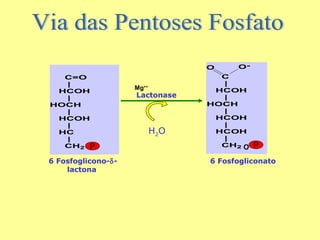 O
C=O
|
HCOH
|
HOCH
|
HCOH
|
HC
|
CH2 P

6 Fosfoglicono-δlactona

Mg++

Lactonase

H 2O

O-

C
|
HCOH
|
HOCH
|
HCOH
|
HCOH
|
CH2 O

P

6 Fosfogliconato

 