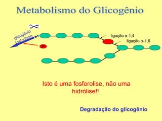 o
êni
g
lico rilase
g o
f
fos

ligação α-1,4
ligação α-1,6

P

Isto é uma fosforolise, não uma
hidrólise!!
Degradação do glicogênio

 