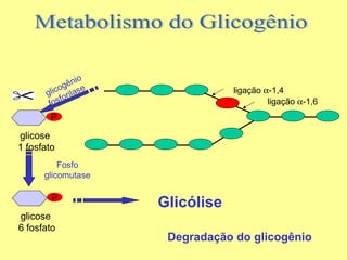 o
êni
og
e
glic orilas
f
fos

ligação α-1,4
ligação α-1,6

P
glicose
1 fosfato
Fosfo
glicomutase

P
glicose
6 fosfato

Glicólise
Degradação do glicogênio

 