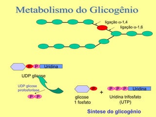 ligação α-1,4
ligação α-1,6

P P

Uridina

UDP glicose
UDP glicose
pirofosforilase

P P

P
glicose
1 fosfato

+

P P P

Uridina

Uridina trifosfato
(UTP)

Síntese do glicogênio

 