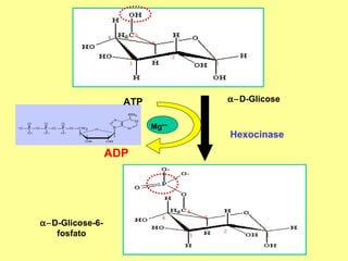 6

4

5
2
1

3

α−D-Glicose

ATP
Mg++

Hexocinase

ADP

6

α−D-Glicose-6fosfato

5

4
3

2

1

 