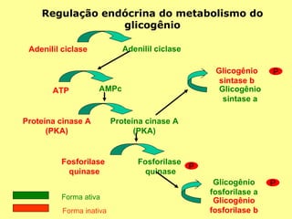 Regulação endócrina do metabolismo do
glicogênio
Adenilil ciclase

Adenilil ciclase

ATP

Glicogênio
sintase b
Glicogênio
sintase a

AMPc

Proteína cinase A
(PKA)

Fosforilase
quinase
Forma ativa
Forma inativa

P

Proteína cinase A
(PKA)

Fosforilase
P
quinase
Glicogênio
fosforilase a
Glicogênio
fosforilase b

P

 