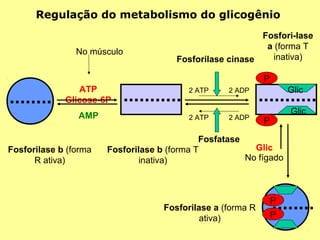 Regulação do metabolismo do glicogênio
No músculo

Fosfori-lase
a (forma T
inativa)
Fosforilase cinase
P

ATP
Glicose-6P

2 ATP

2 ADP

AMP

2 ATP

2 ADP

Fosforilase b (forma
R ativa)

Glic
Glic

P

Fosfatase
Glic
Fosforilase b (forma T
No fígado
inativa)

Fosforilase a (forma R
ativa)

P
P

 
