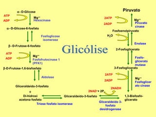 Piruvato

α−D-Glicose
ATP

Mg++
Hexocinase

ADP

2ATP

Mg++
Piruvato
2ADP
cinase
Fosfoenolpiruvato

α−D-Glicose-6-fosfato

H2O

Fosfoglicose
isomerase

Enolase

β−D-Frutose-6-fosfato
ATP

2-Fosfoglicerato

Mg++
Fosfofrutocinase 1
(PFK1)

ADP

Fosfoglicerato
mutase
3-Fosfoglicerato

β-D-Frutose-1,6-bisfosfato
2ATP

Aldolase

2ADP

Gliceraldeído-3-fosfato

+

2NAD + 2Pi
+

2NADH

Mg++
Fosfoglicer
ato cinase

Di-hidroxi
1,3-BisfosfoGliceraldeído-3-fosfato
acetona fosfato
glicerato
Gliceraldeído 3Triose fosfato isomerase
fosfato
desidrogenase

 
