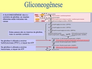 A GLICONEOGÊNESE não é o
contrário da glicólise, as reações
diferentes estão indicadas nas
caixas

Estes passos são os mesmos da glicólise,
mais no sentido contrário

Na glicólise é utilizada a enzima
fosfofrutocinase (PFK1), e requer de ATP
Na glicólise é utilizada a enzima
hexocinase, e requer de ATP

 