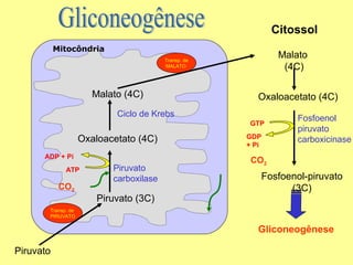 Citossol
Mitocôndria

Malato
(4C)

Transp. de
MALATO

Malato (4C)

Oxaloacetato (4C)

Ciclo de Krebs
GTP

Oxaloacetato (4C)
ADP + Pi
ATP

CO2

Piruvato
carboxilase

Piruvato (3C)

GDP
+ Pi

Fosfoenol
piruvato
carboxicinase

CO2

Fosfoenol-piruvato
(3C)

Transp. de
PIRUVATO

Gliconeogênese
Piruvato

 