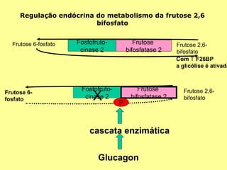 Regulação endócrina do metabolismo da frutose 2,6
bifosfato
Frutose 6-fosfato

Frutose 6fosfato

Fosfofrutocinase 2

Fosfofrutocinase 2

X

Frutose
bifosfatase 2

P

Frutose
bifosfatase 2

cascata enzimática
Glucagon

Frutose 2,6bifosfato
Com ↑ F26BP
a glicólise é ativada

Frutose 2,6bifosfato

 