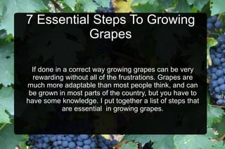 7 Essential Steps To Growing Grapes If done in a correct way growing grapes can be very rewarding without all of the frustrations. Grapes are much more adaptable than most people think, and can be grown in most parts of the country, but you have to have some knowledge. I put together a list of steps that are essential  in growing grapes. 