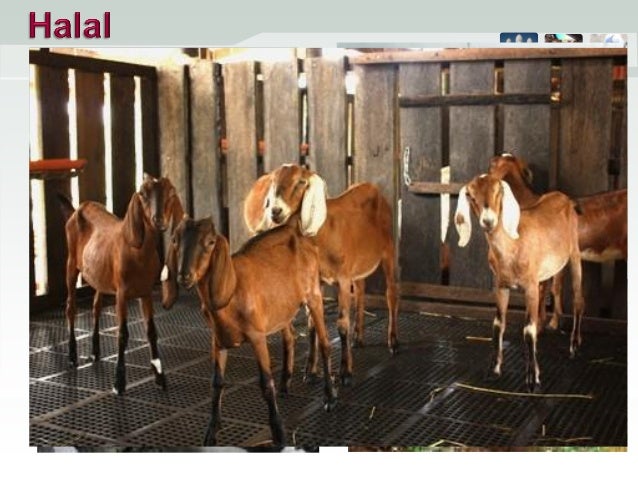 Raising Goats The Halal Way Rs Hechanova