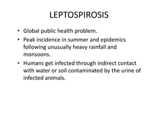 LEPTOSPIROSIS
• Global public health problem.
• Peak incidence in summer and epidemics
following unusually heavy rainfall and
monsoons.
• Humans get infected through indirect contact
with water or soil contaminated by the urine of
infected animals.
 