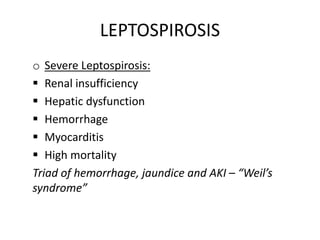 LEPTOSPIROSIS
o Severe Leptospirosis:
 Renal insufficiency
 Hepatic dysfunction
 Hemorrhage
 Myocarditis
 High mortality
Triad of hemorrhage, jaundice and AKI – “Weil’s
syndrome”
 