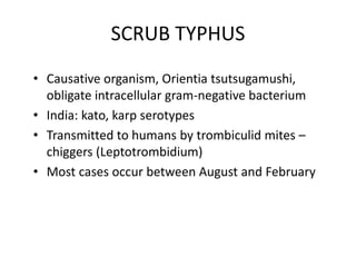 SCRUB TYPHUS
• Causative organism, Orientia tsutsugamushi,
obligate intracellular gram-negative bacterium
• India: kato, karp serotypes
• Transmitted to humans by trombiculid mites –
chiggers (Leptotrombidium)
• Most cases occur between August and February
 