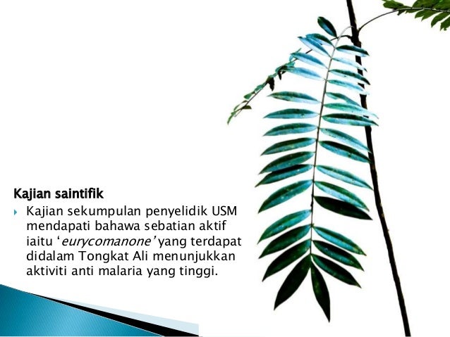 7 herba kopi radix new hpai cofe coffe