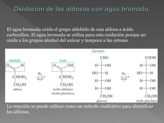 Oxidación de las aldosas con agua bromada.
El agua bromada oxida el grupo aldehído de una aldosa a ácido
carboxílico. El agua bromada se utiliza para esta oxidación porque no
oxida a los grupos alcohol del azúcar y tampoco a las cetosas
La reacción se puede utilizar como un método cualitativo para identificar
las aldosas.
 