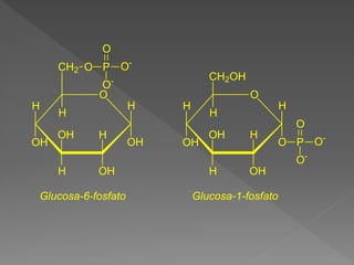 O
H
OH
H
OH
OH
H
H
OH
H
CH2 O P
O
O-
O-
O
H
OH
H
O
OH
H
H
OH
H
CH2OH
P
O
O-
O-
Glucosa-6-fosfato Glucosa-1-fosfato
 