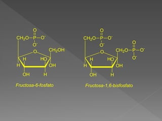 O CH2OH
OH
O
H
OH
CH2O
H
H
P
O
O-
O-
H
O CH2O
OH
O
H
OH
CH2O
H
H
P
O
O-
O-
P
O
O-
O-
H
Fructosa-6-fosfato Fructosa-1,6-bisfosfato
 