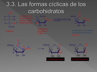 3.3. Las formas cíclicas de los
carbohidratos
CHO
CH2OH
H OH
H OH
1
3
4
5
H OH
2 CH2OH
O
H
H
OH
H
OH
H
OH
1
3
4
5
2
La ciclación a la
forma furanosa
involucra este
grupo hidroxilo
D-Ribosa
Confórmero
eclipsado de
D-Ribosa
Un rotación sobre el Eje
C(3)-C(4)
O
O
H
HOH2C
H
H
OH
H
OH
1
3
4
5
2
H
Confórmero de D-Ribosa
susceptible de formar la
furanosa
H
O
O
H
O H
OH
HOH2C
H
H
OH
H
OH
H
OH
H
OH
HOH2C
H
O
H
OH
H
OH
H
OH
HOH2C
H
-D-Ribofuranosa
-D-Ribofuranosa
-D-Ribofuranosa -D-Ribofuranosa
 