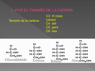 Tamaño de la cadena
C3 tri (osa)
(ulosa)
C4 tetr
C5 pent
C6 hex
Gliceraldehido Eritrosa Ribosa Alosa
 