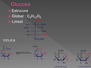  Estrucura
 Global : C6H12O6
 Lineal
CHO
CH2OH
H OH
HO H
1
3
5
6
H OH
2
H OH
4
O
H
H
OH
OH
H
H
OH
1
3
4
5
2
CH2OH
H
OH
Rotación sobre el enlace
C4-C5
6
O
H
H
OH
OH
H
H
OH
1
3
4
5
2
OH
HOH2C
H
6
-D-glucopiranosa
O
OH
H
OH
H
H
OH
H
HO
CH2OH
H
O
H
OH
OH
H
H
OH
H
HO
CH2OH
H
-D-glucopiranosa
CICLICA
 