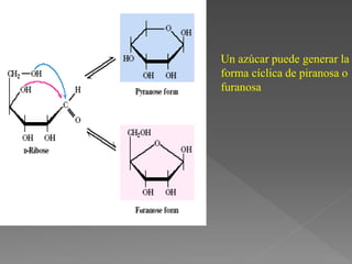 Un azúcar puede generar la
forma cíclica de piranosa o
furanosa
 