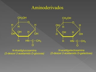 Aminoderivados
N-Acetilglucosamina
(2-desoxi 2-acetamido D-glucosa)
N-acetilgalactosamina
(2-desoxi 2-acetamido D-galactosa)
O
H
H
OH
OH
H
H
OH
H
HN C
O
CH3
CH2OH
O
H
H
OH
OH
H
H
HN C
O
CH3
CH2OH
OH
H
 