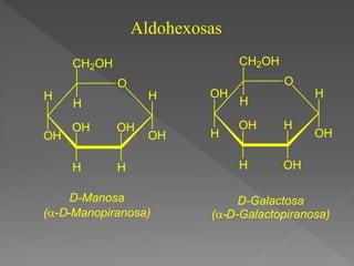 Aldohexosas
O
H
OH
OH
H
H
OH
H
CH2OH
OH
H
O
H
OH
OH
H
H
CH2OH
OH
H
H
OH
D-Manosa
(-D-Manopiranosa)
D-Galactosa
(-D-Galactopiranosa)
 