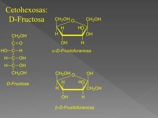 O CH2OH
OH
O
H
OH
CH2OH
H
H
H
O
O
H
OH
CH2OH
H
H
OH
CH2OH
H
-D-Fructofuranosa
-D-Fructofuranosa
CH2OH
C O
C
C
C
CH2OH
H
HO
OH
H
OH
H
D-Fructosa
Cetohexosas:
D-Fructosa
 