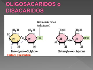 Enlace glicosidico
 