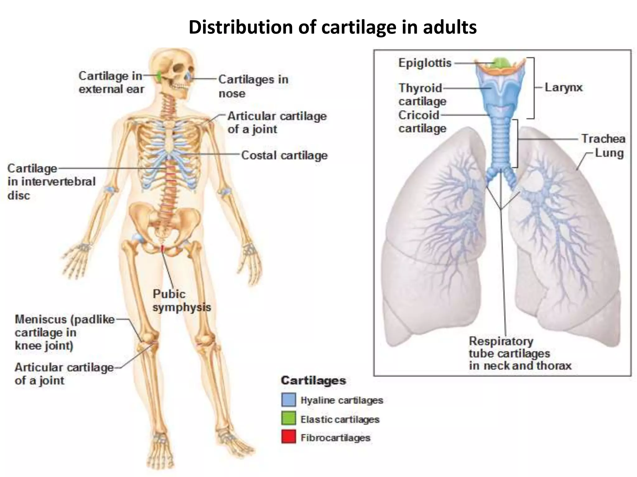 7, Histology of cartilage.pptx