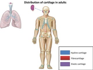 7, Histology of cartilage.pptx