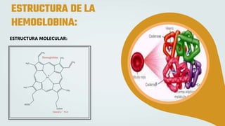 ESTRUCTURA DE LA
HEMOGLOBINA:
ESTRUCTURA MOLECULAR:
 