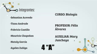 Integrantes:
-Sebastian Acevedo
-Tiana Andrade
-Fabricio Castillo
-Mauricio Chapoñan
-Nataly García
-Ayelen Zuñiga
CURSO: Biología
PROFESOR: Félix
Álvarez
AUXILIAR: Mary
Junchaya
4 “A”
 