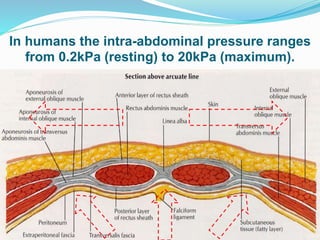 In humans the intra-abdominal pressure ranges
from 0.2kPa (resting) to 20kPa (maximum).
 